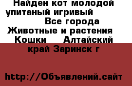 Найден кот,молодой упитаный игривый 12.03.2017 - Все города Животные и растения » Кошки   . Алтайский край,Заринск г.